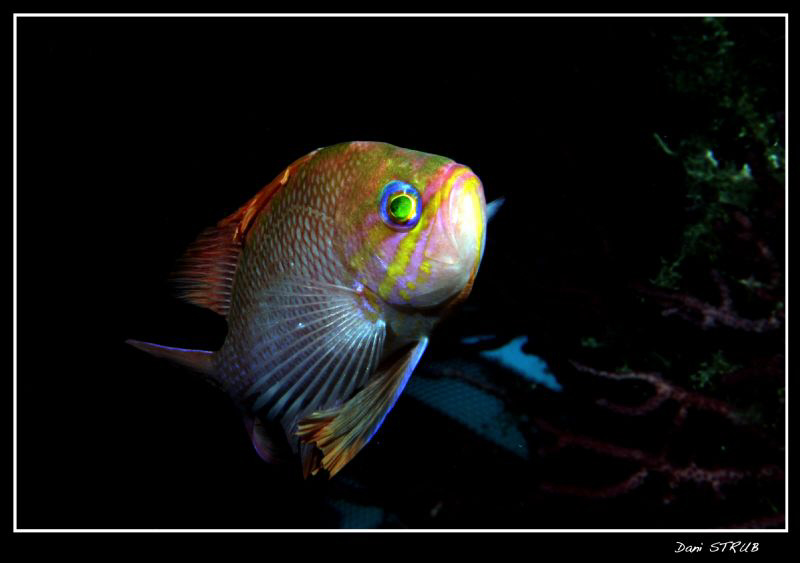 Anthias: bright colours :-D by Daniel Strub 