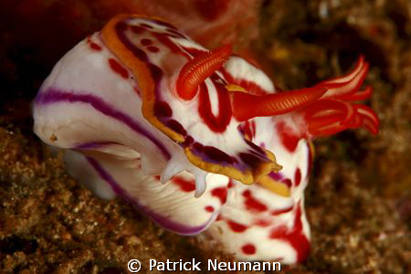 Anilao 2009 by Patrick Neumann 