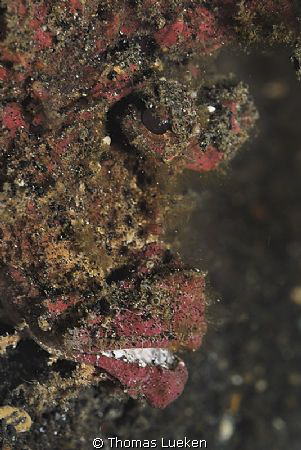 found in Lembeh; D200 by Thomas Lueken 