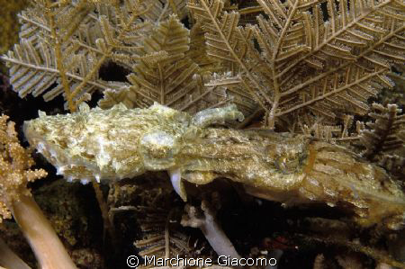 Squid lovers
Nikon D200 , 60 micro, twin strobo
Manado ... by Marchione Giacomo 