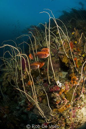 Soldier fisch between the wipcorrals on a beautifull reef... by Rob De Vries 