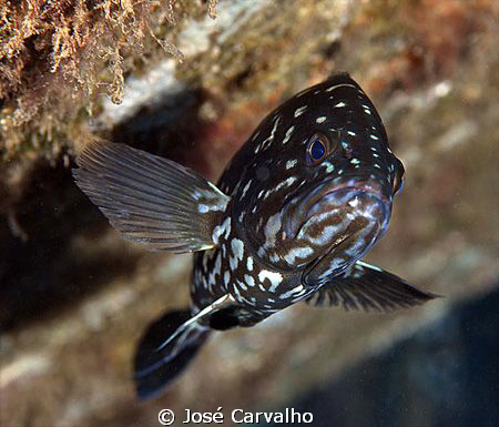 Grouper, Porto Santo, Portugal. by José Carvalho 