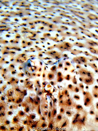 Moses sole (Pardarchirus marmoratus).
Taken with Fuji F5... by Cigdem Cooper 