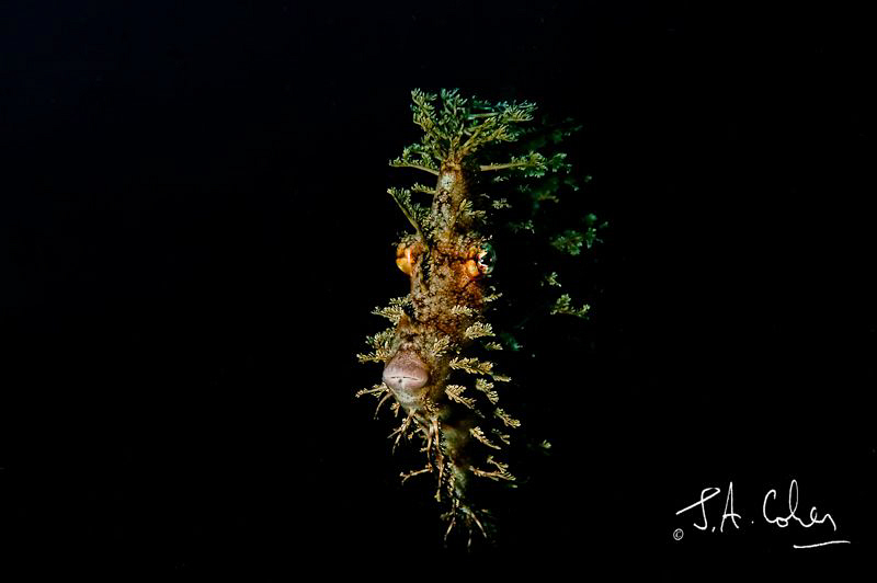 Leafy File Fish. by Julian Cohen 