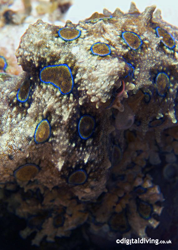 Close up and personnal with a Blue Ring - taken with D200... by David Henshaw 