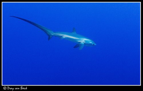 Thresher shark at Daedalus reef. by Dray Van Beeck 