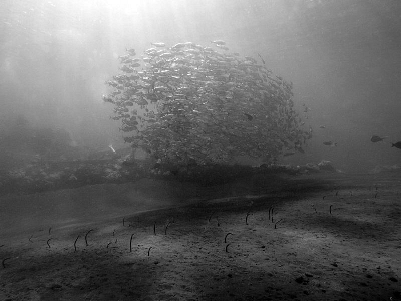 Jacks over Liberty wreck, garden eels by Doug Anderson 