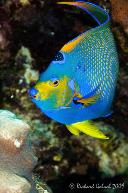 "I am the Queen in here"-Canon 100 mm-full frame -Bonaire by Richard Goluch 