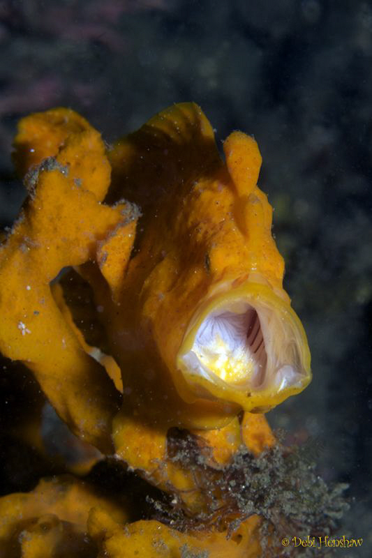"I'm Bored" Orange frogfish caught yawning! by Debi Henshaw 