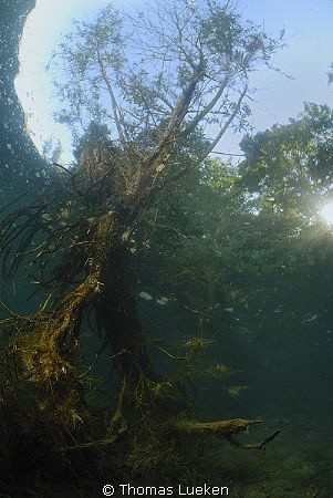 found in the Kraemersee; D200 by Thomas Lueken 