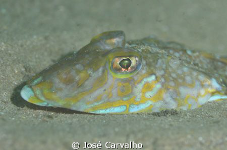 Small Dragonet, Cascais - Emissário da Guia, Portugal.
N... by José Carvalho 