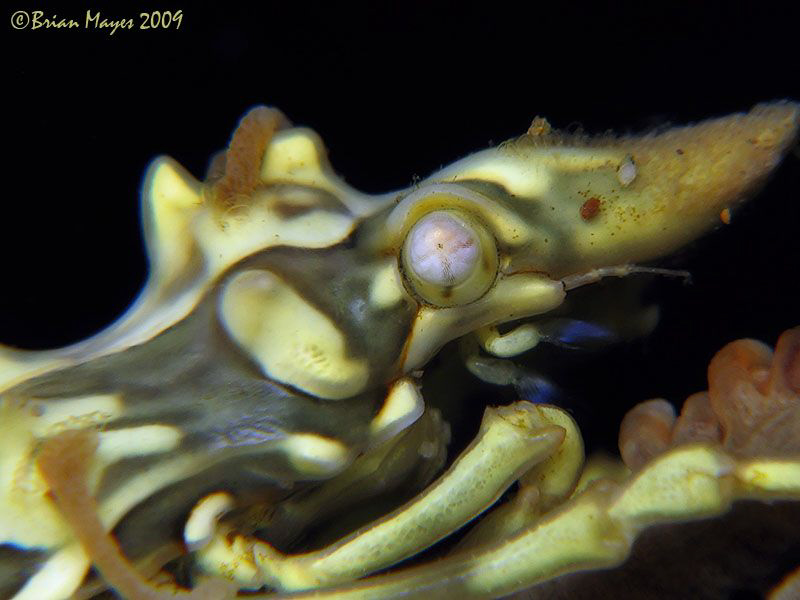 My first Xeno Crab (Xenocarcinus tuberculatus) head close... by Brian Mayes 