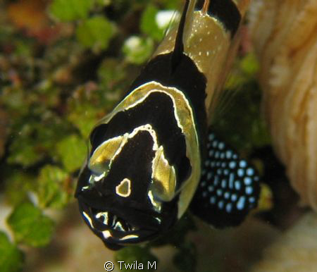 Banggai Cardinalfish with eggs
Eggs, Indonesia,  Lembeh,... by Twila M 