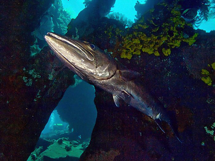 Great Barracuda. Liberty wreck, Tulamben. by Doug Anderson 