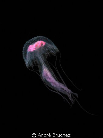 Meduse pélagique shootée aux Iles Medes by André Bruchez 