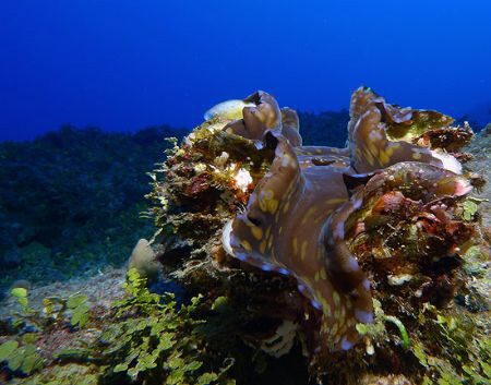 Fluted Clam by Martin Dalsaso 
