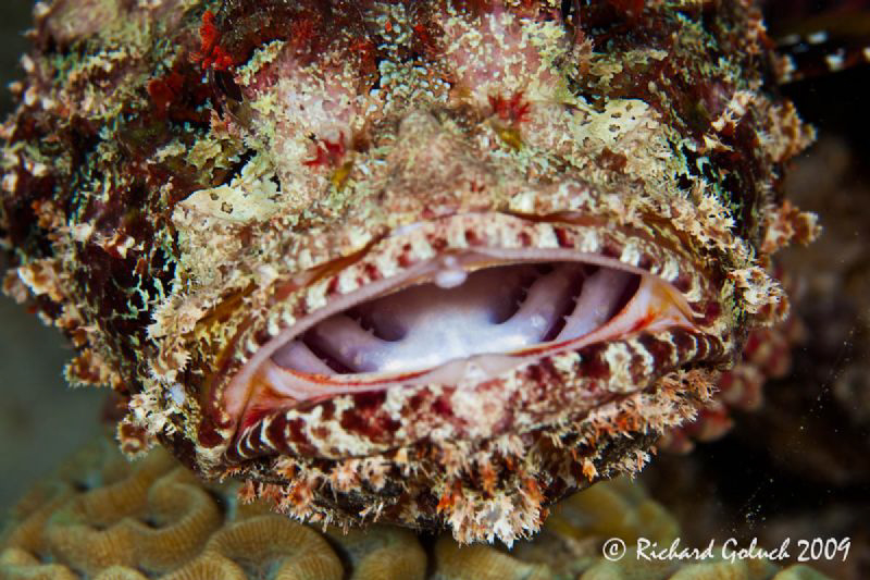 Say "Ahhh"-Scorpionfish-Bonaire by Richard Goluch 