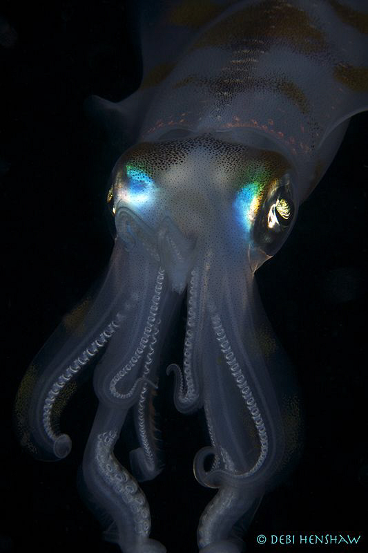"Bright Eyes"  Night Dive in Manado - Tasik Ria House ree... by Debi Henshaw 