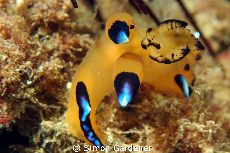 Thecacera pacifca  shot at inchscape II with nikon D70s a... by Simon Gardener 