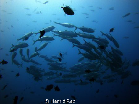 Schooling Jacks in North Ari atoll, Maldives. by Hamid Rad 