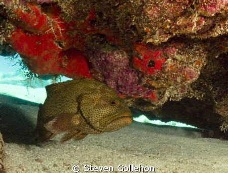 Large grouper in Sandbottom Cave, French Reef off Key Lar... by Steven Gollehon 