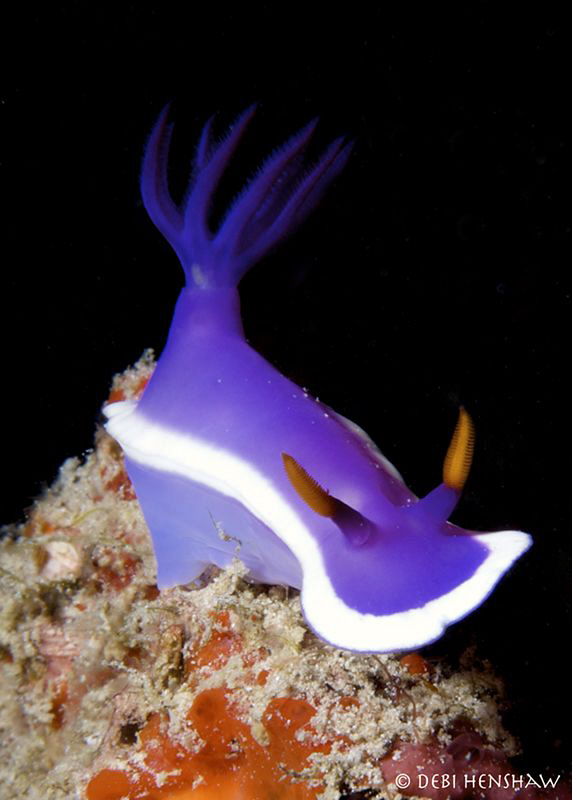 "Balancing Act"  Bullockii taken in Lankayan, Malaysia. by Debi Henshaw 