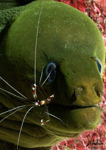 This is an image was taken during a dive in Roatan in 200... by Steven Anderson 
