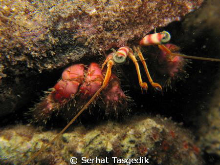 canon G9   YS 110 by Serhat Tasgedik 