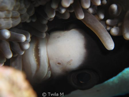Canon Ixus 980 IS w/macro lens
Anemonefish, Lembeh, Rubb... by Twila M 