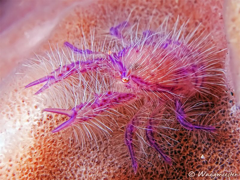 Hairy squat lobster (Lauriea siagiani), Tulamben, Bali. (... by Marco Waagmeester 