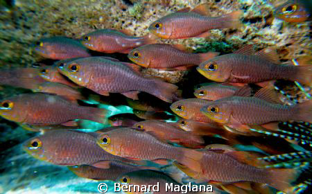 Looking at them made me hungry,lol! by Bernard Maglana 