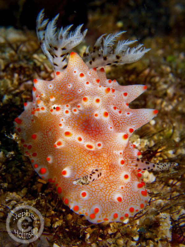 Big fat Nudi in Anilao.  Canon G10, dual sea and sea strobes by Stephen Holinski 