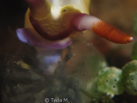 Canon Ixus 980 w/macro lens
Eating
Lembeh Strait
 by Twila M 