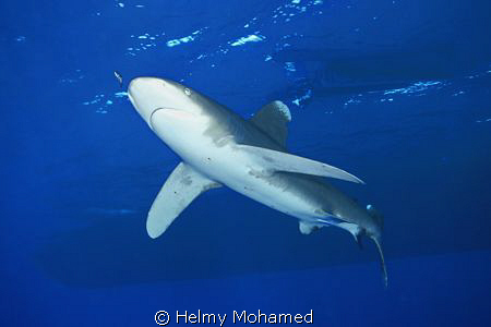 the longimanos shark by Helmy Mohamed 