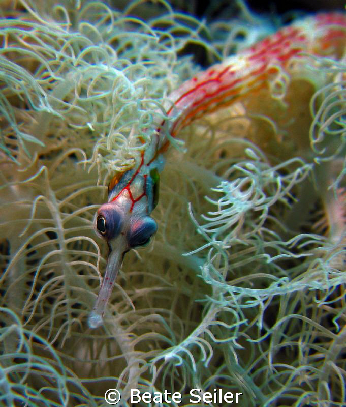 Pipe fish, taken with Canon S70 and Ucl165 by Beate Seiler 