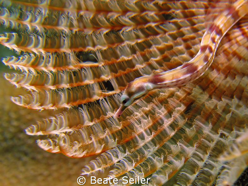 Another Pipe fish, taken with Canon S70 and UCL 165 by Beate Seiler 