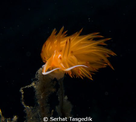 Canon G9  YS 110 strobe by Serhat Tasgedik 