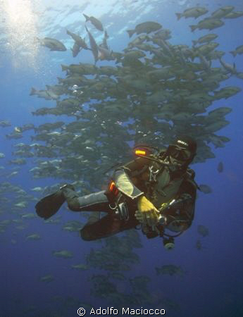 Diver with Schooling Snappers ,
Shark & Yolanda Reef.
R... by Adolfo Maciocco 