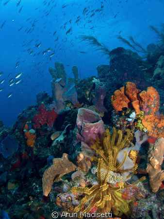 Danglebens Pinnacles
Typical reef scenic here, vibrant c... by Arun Madisetti 