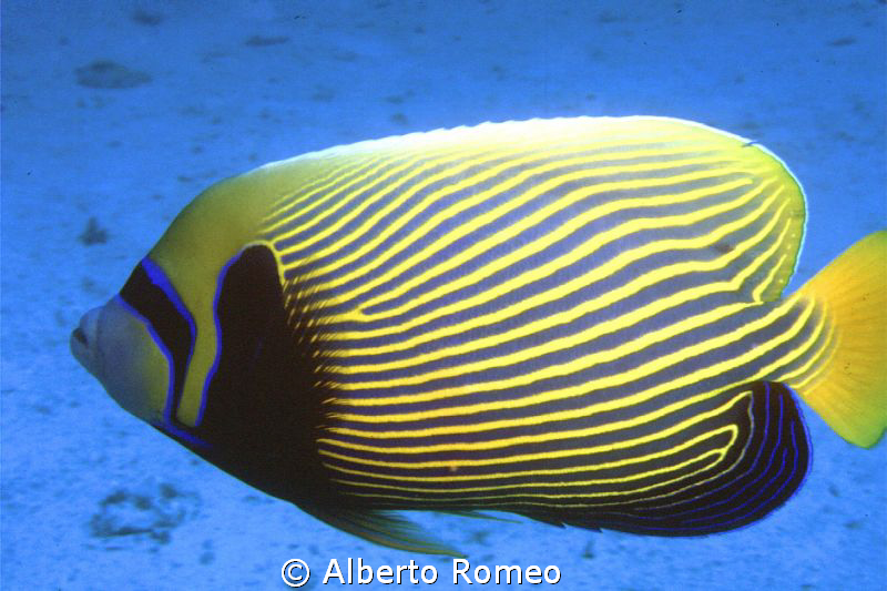 Portrait of " Pomacanthus imperator" Emperor Angelfish.
 by Alberto Romeo 