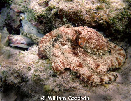 Octopus intimacy ... the male passing a sperm packet to a... by William Goodwin 