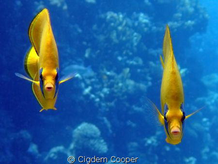Masked butterflyfish. (Chaetodon semilarvatus)
Taken wit... by Cigdem Cooper 