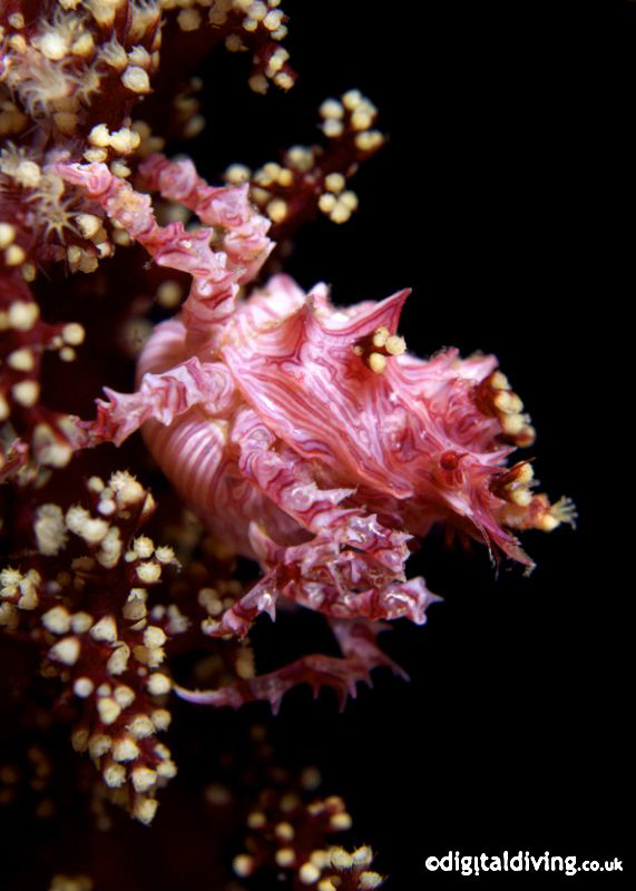 Holding On - just about to disappear,  a Candy Crab - tho... by David Henshaw 