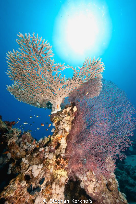 Beautifull coral taken in Ras Ghozlani, Ras mohammed. by Stephan Kerkhofs 