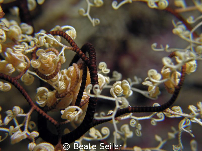 Basketstar on a nightdive at Wakatobi taken with Canon S70 by Beate Seiler 