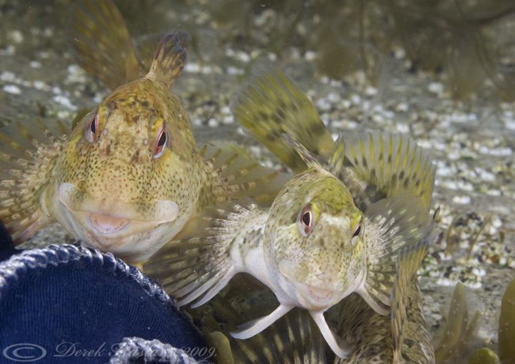 Friendly Shanny's on my finger. Trefor pier. D3, 2XTC, 60mm. by Derek Haslam 