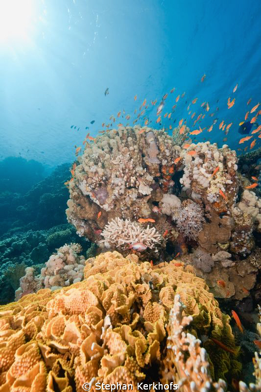 Coral garden at Jackson reef Tiran. by Stephan Kerkhofs 