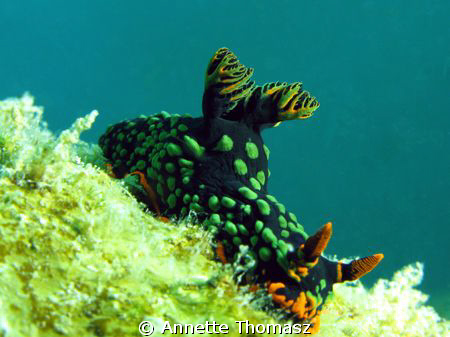 This image is taken at a place called 'Tokong Burung' off... by Annette Thomasz 