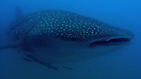 Whale shark in Sodwana, South Africa by Charles Wright 