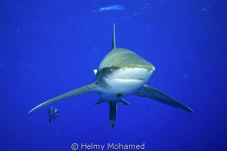 face to face with the longi by Helmy Mohamed 